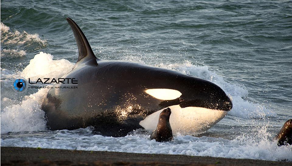 Temporada de Orcas en Península Valdés