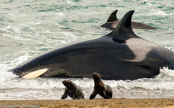 Temporada de Orcas
